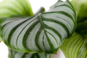 Calathea | mijnPlant