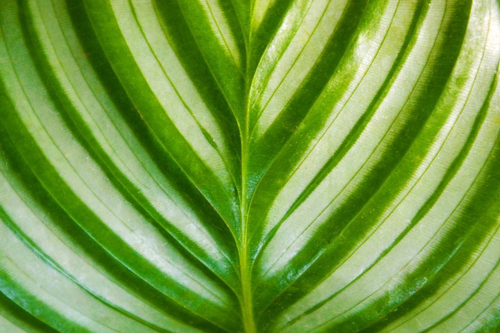 Close up van het blad van de Calathea Orbifolia
