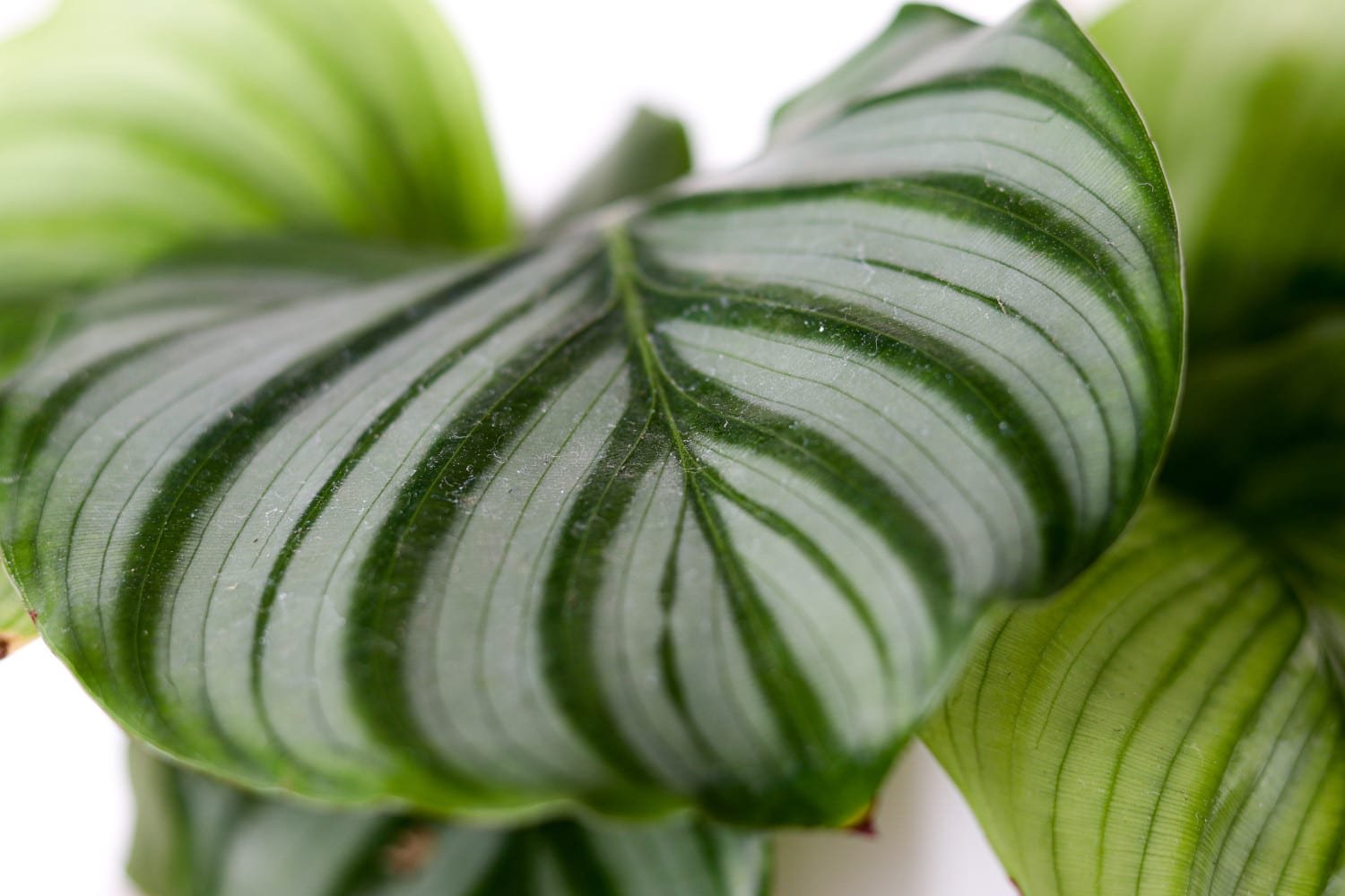 Calathea Orbifolia • mijnPlant