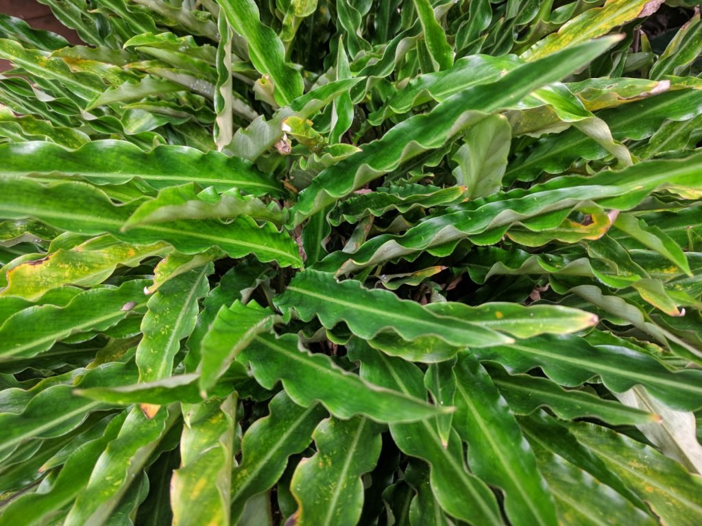 Calathea Rufibarba