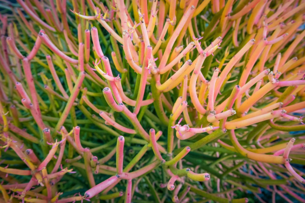 Euphorbia Tirucalli fire sticks