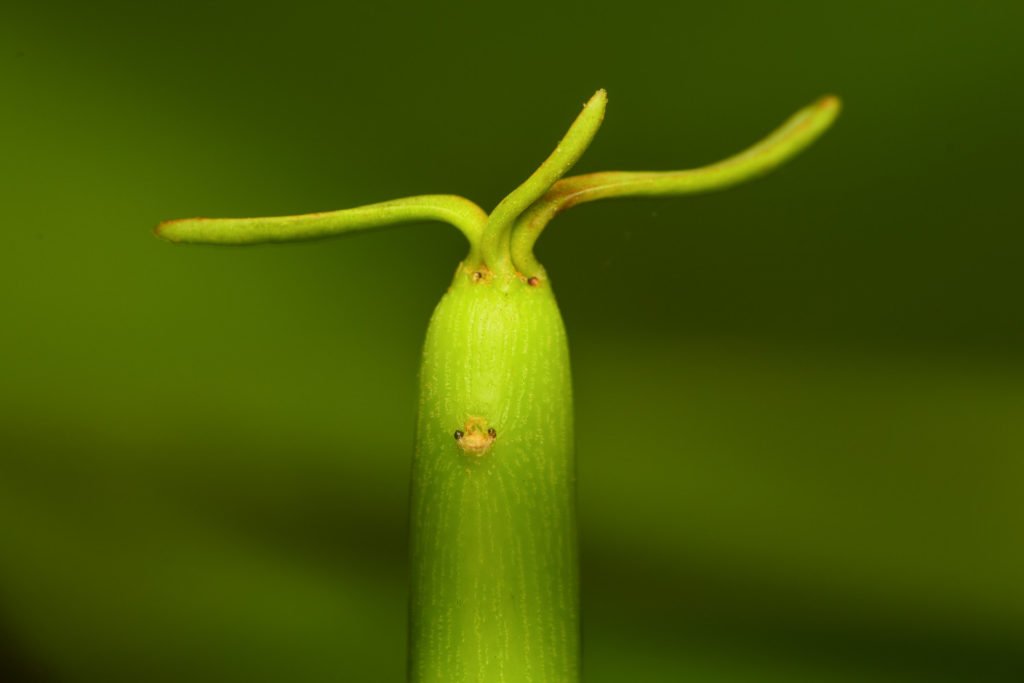 Euphorbia Tirucalli, bijnaam potloodplant