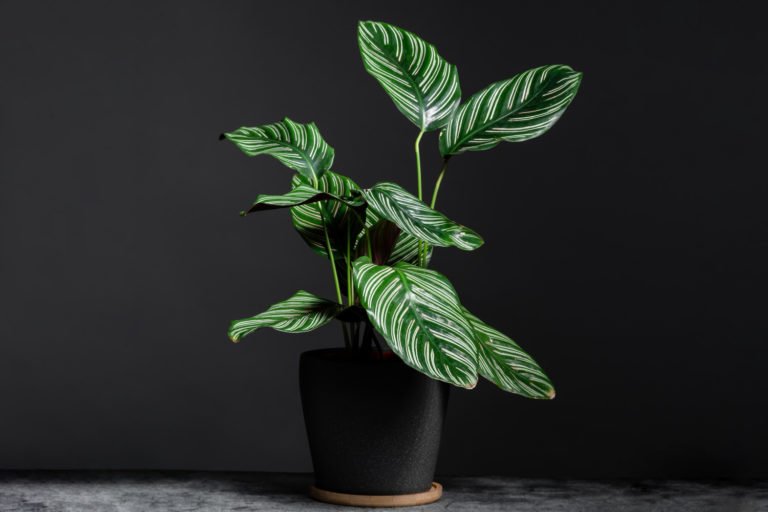 Calathea Ornata • mijnPlant