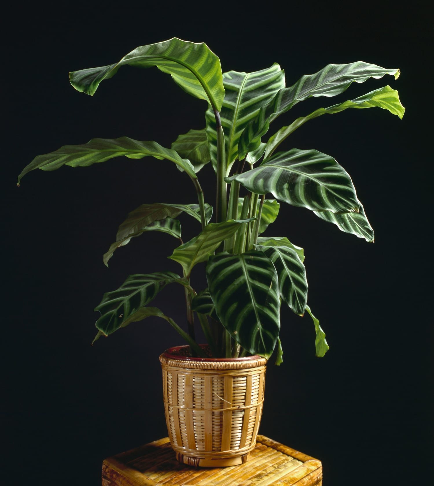 Calathea Zebrina • Verzorging & kopen • mijnPlant.info