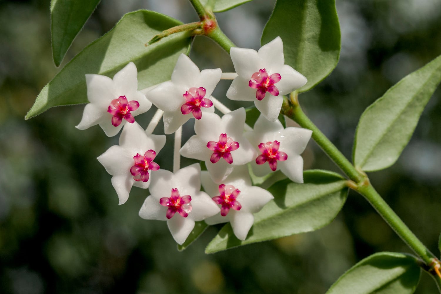 hoya bella