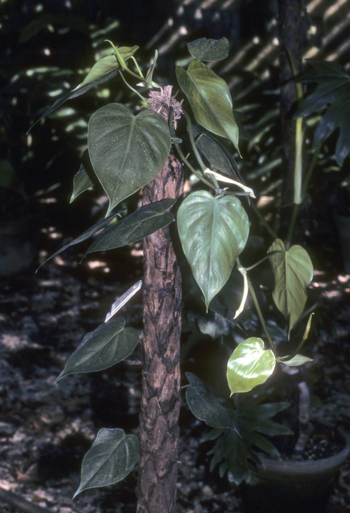 Philodendron scandens als Kletterpflanze