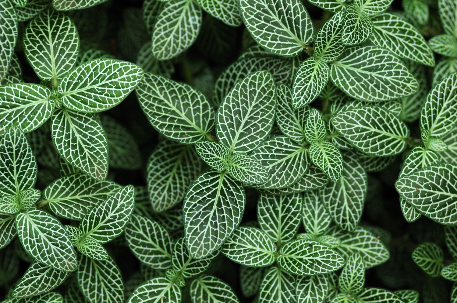 Fittonia • Pflege, Tipps • MijnPlant