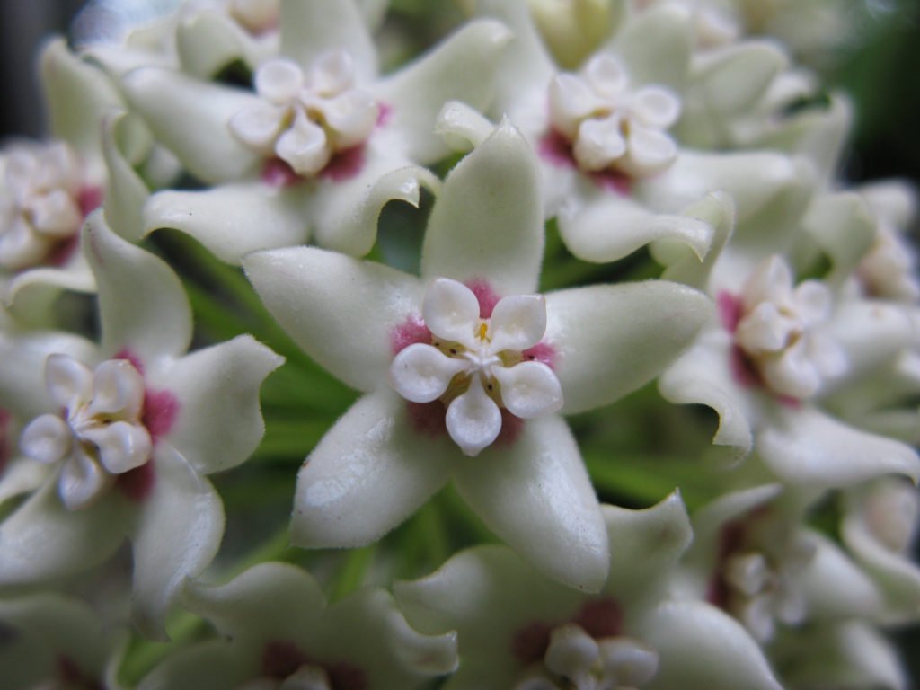 Hoya Australis bloem