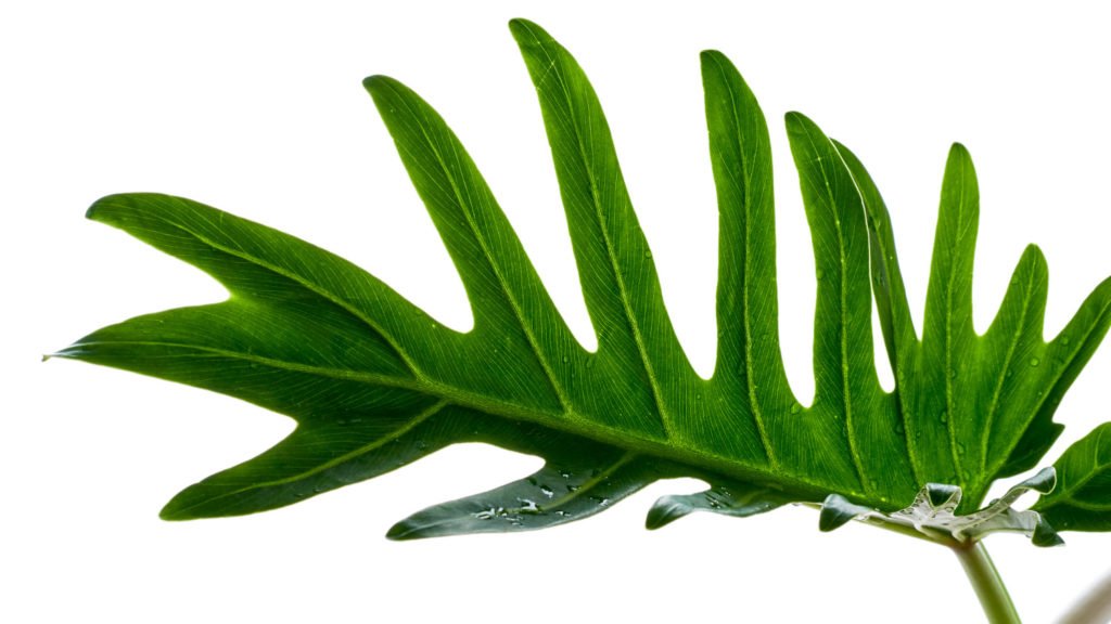 Der Philodendron Xanadu mag hohe Luftfeuchtigkeit.