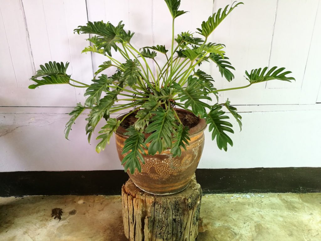 Philodendron Xanadu in pot