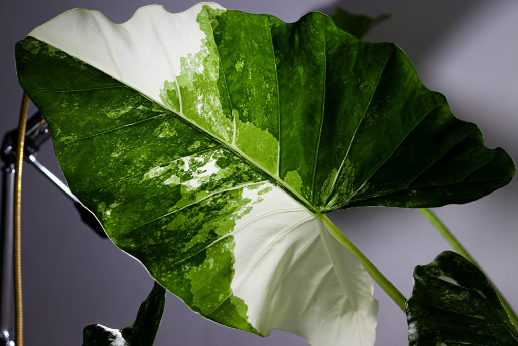 Alocasia (Elefantenohr) 44 Alocasia-Arten panaschiert