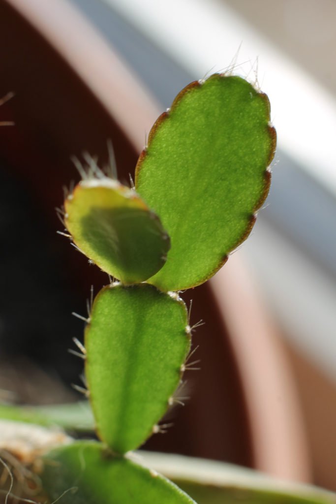 lidcactus groeiwijze