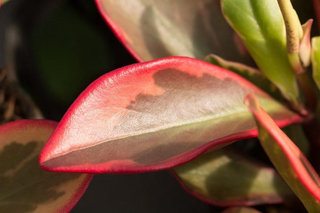 Blätter von Peperomia Clusiifolia