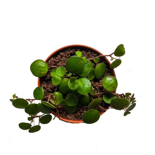 peperomia pepperspot 1