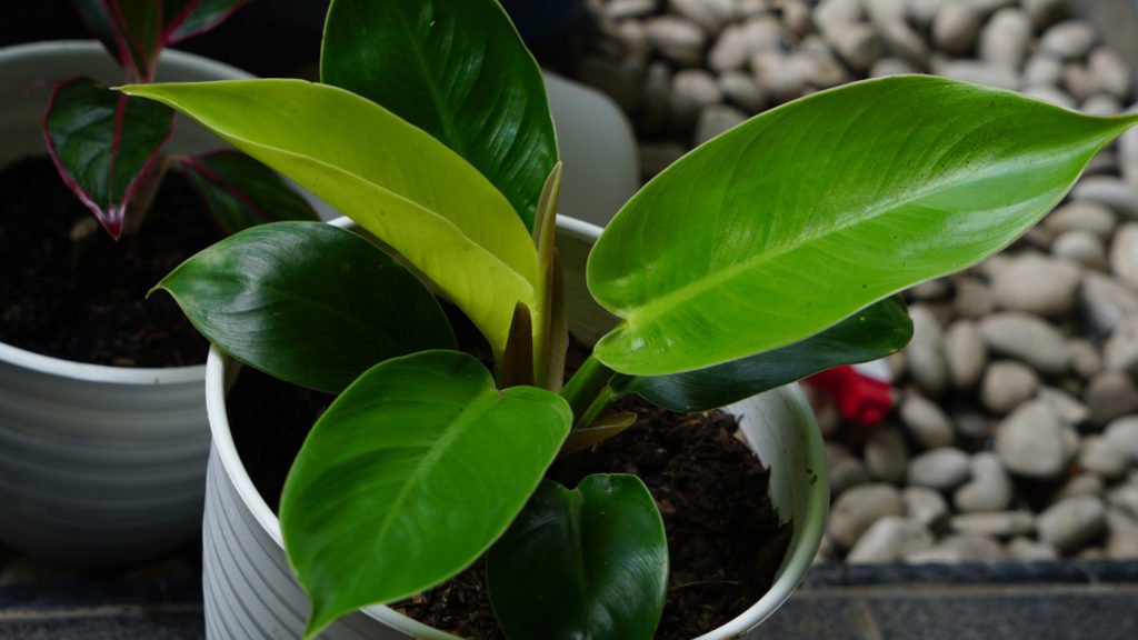 philodendron pflege