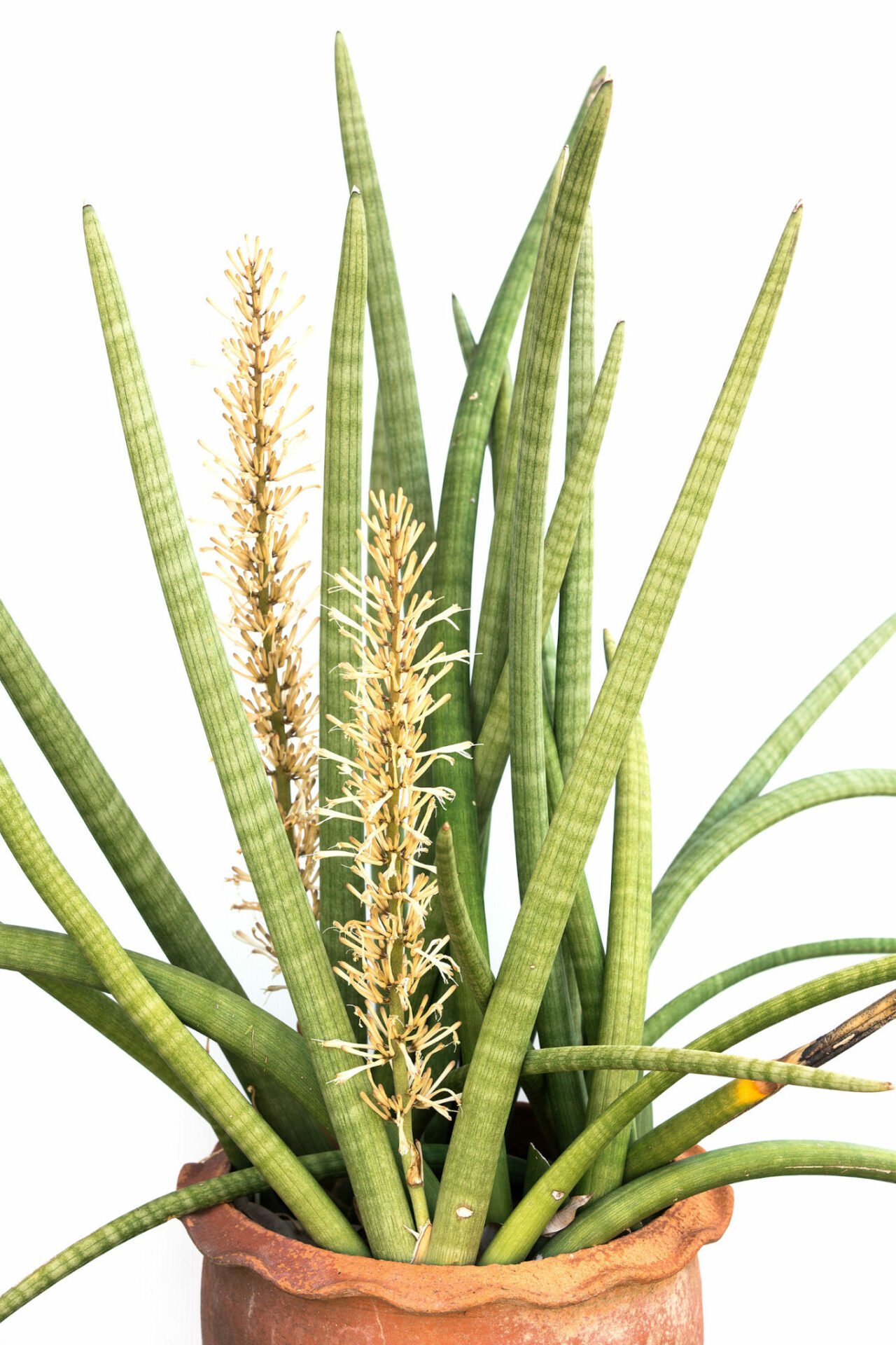 Sansevieria Cylindrica • Pflege Tipps • Mijnplant 