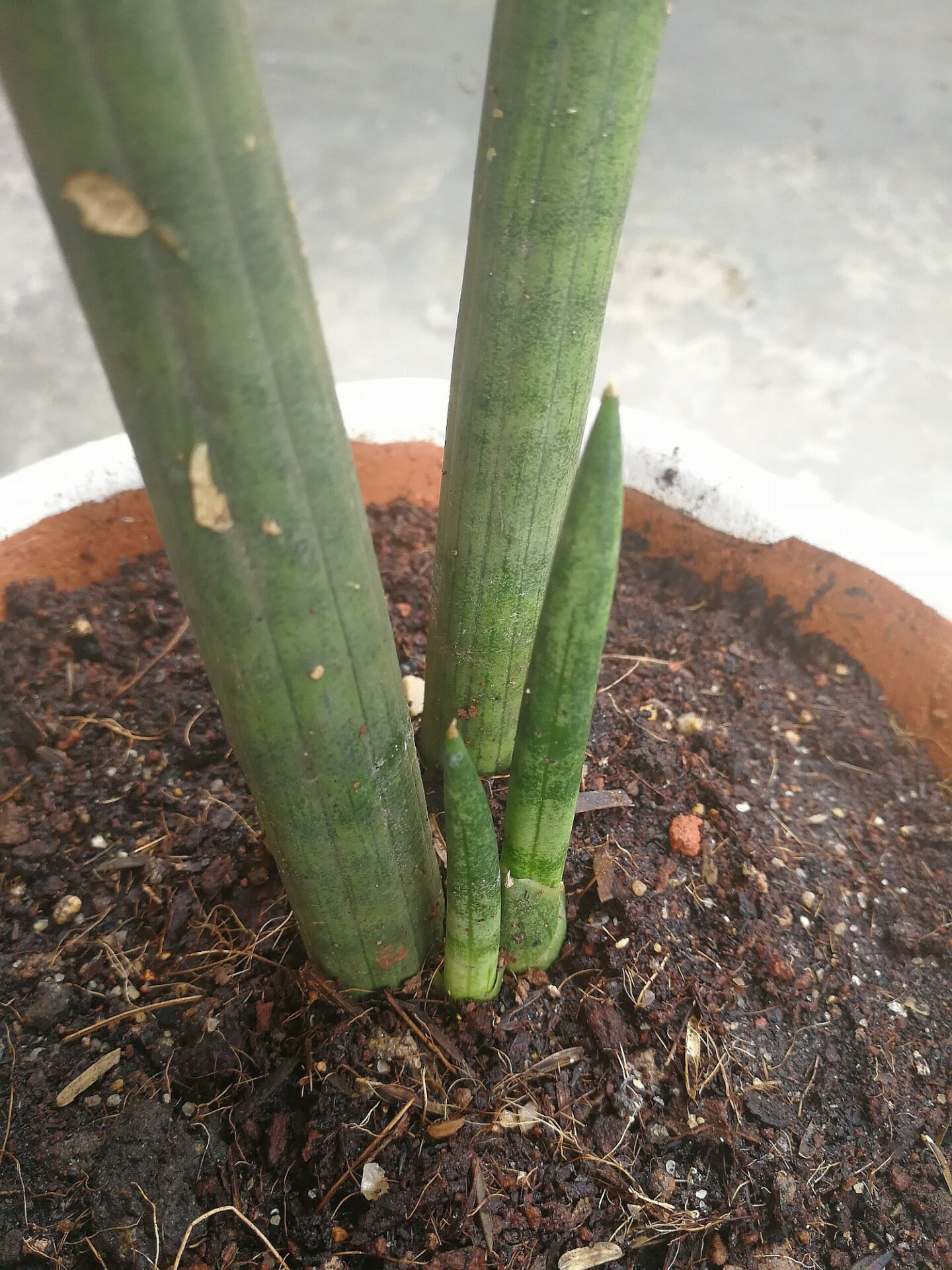 Sansevieria Cylindrica • Pflege Tipps • Mijnplant 