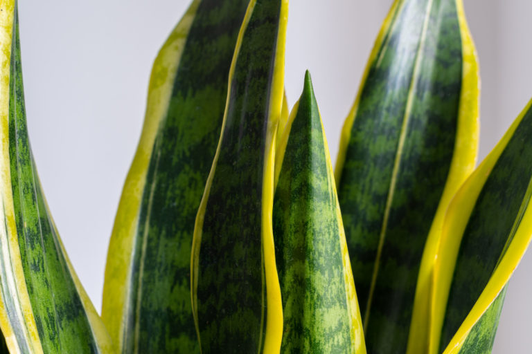 Sansevieria Laurentii MijnPlant