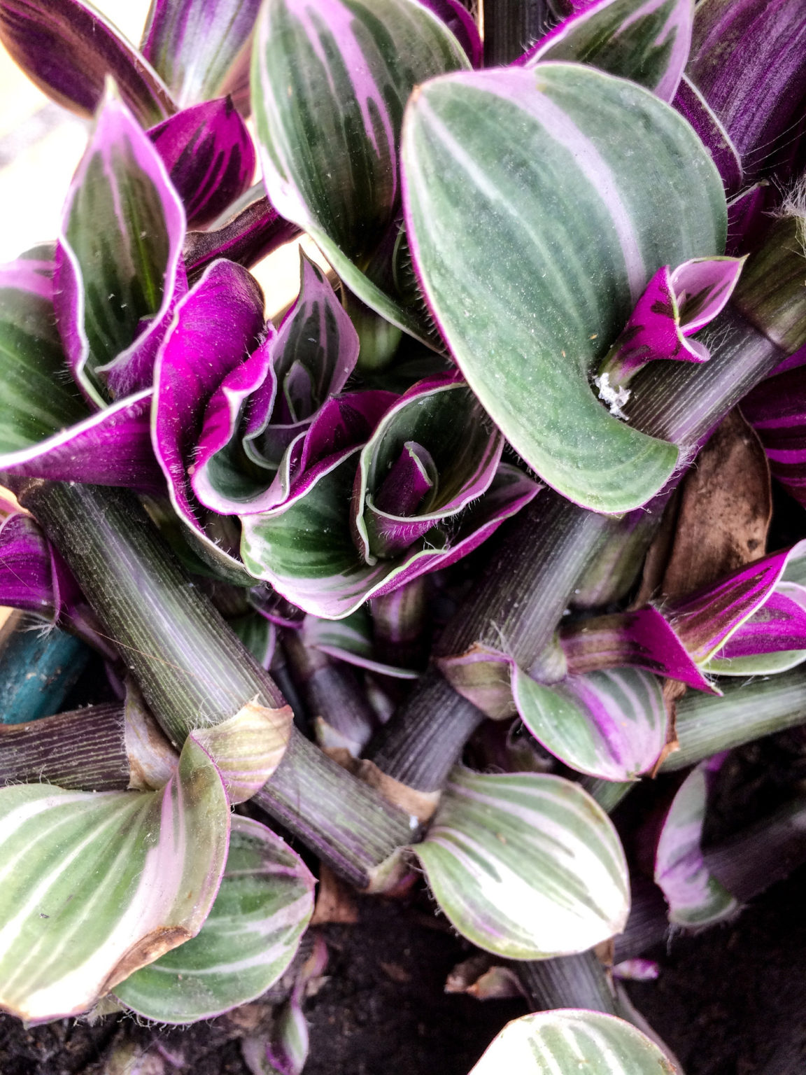 Tradescantia Nanouk Pflege
