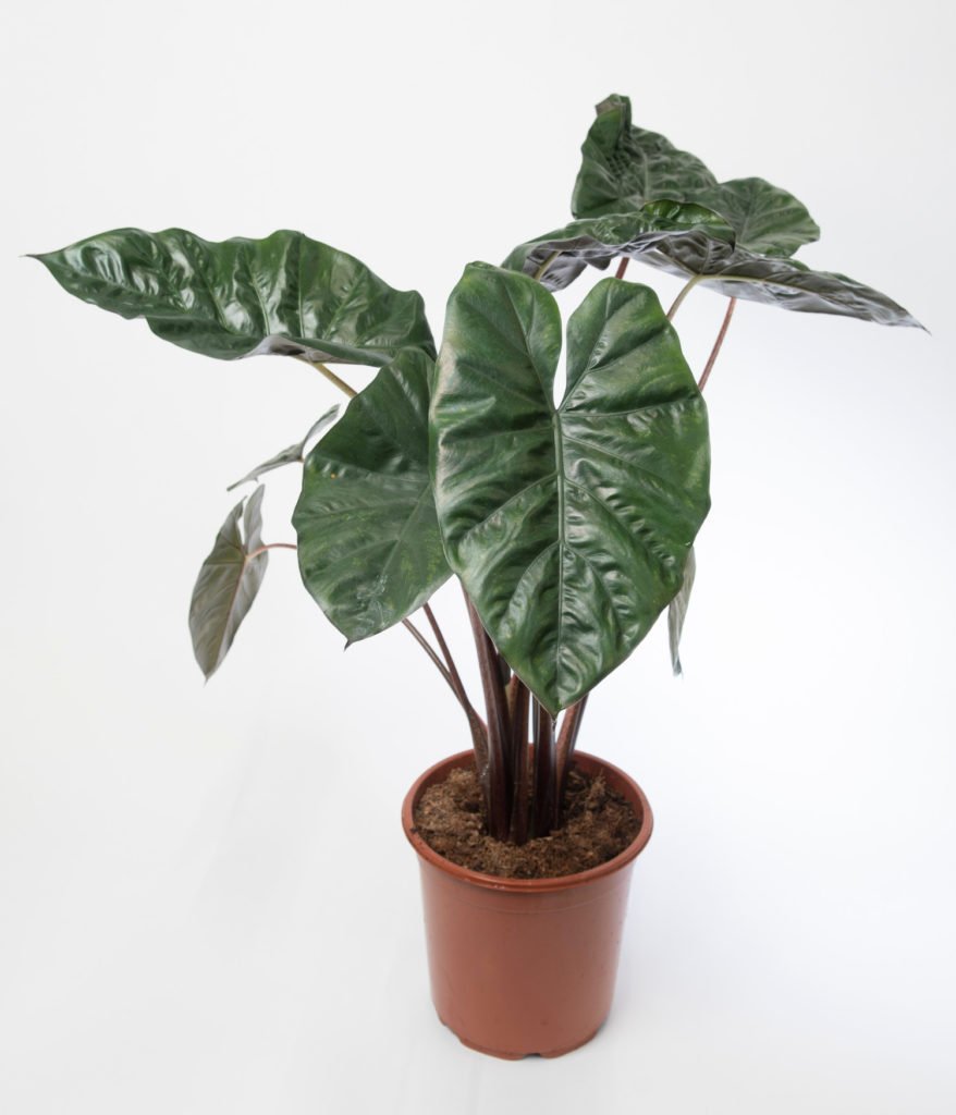 Alocasia Yucatan Princess verzorging