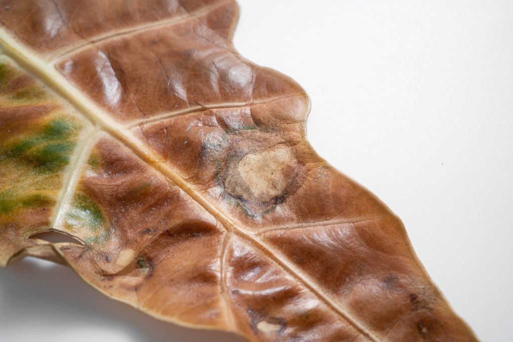 Braune Blätter der Alocasia polly