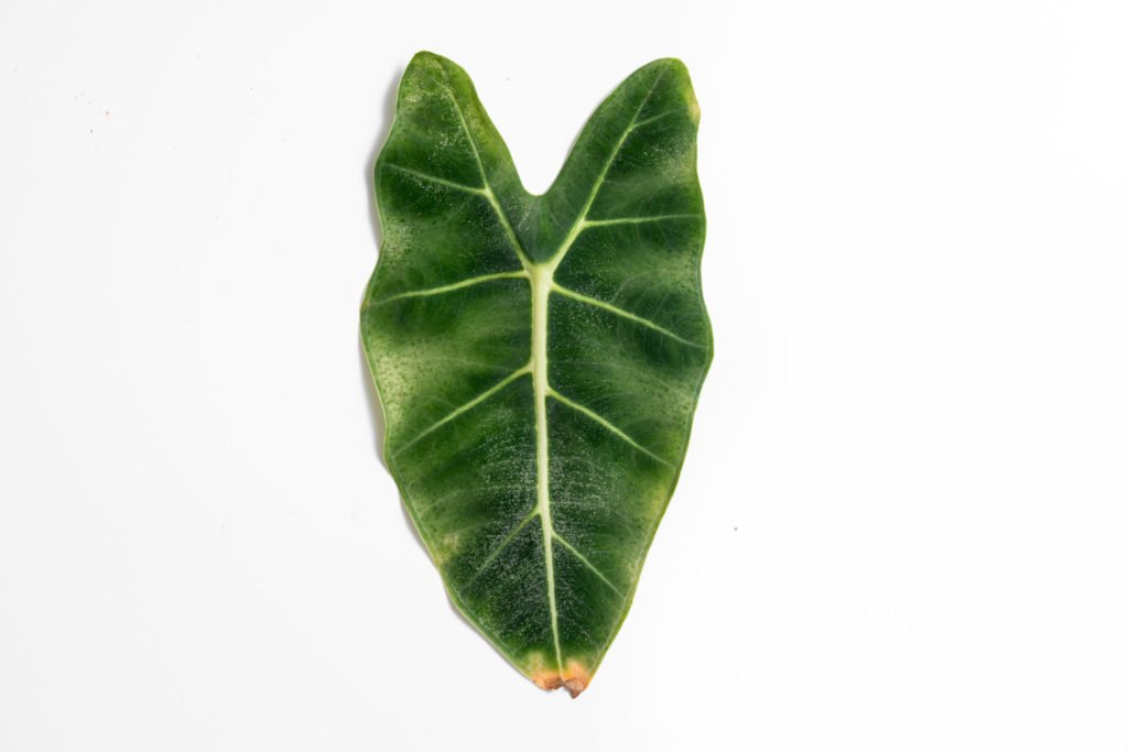 Alocasia Frydek braune Blätter