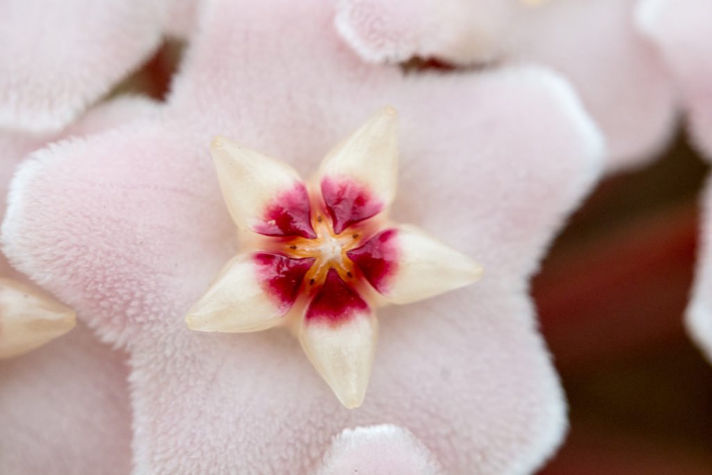 Hoya Carnosa bloem close up