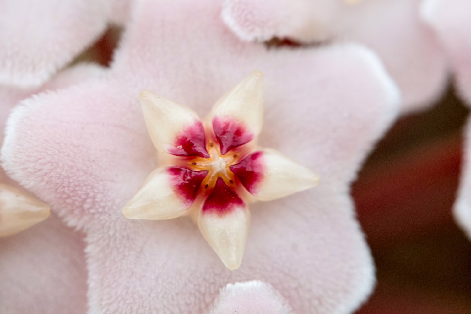 Hoya Carnosa