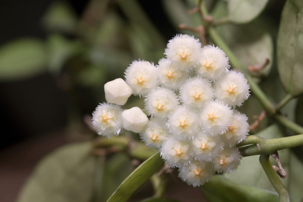 Blumenschirm Hoya Lacunosa