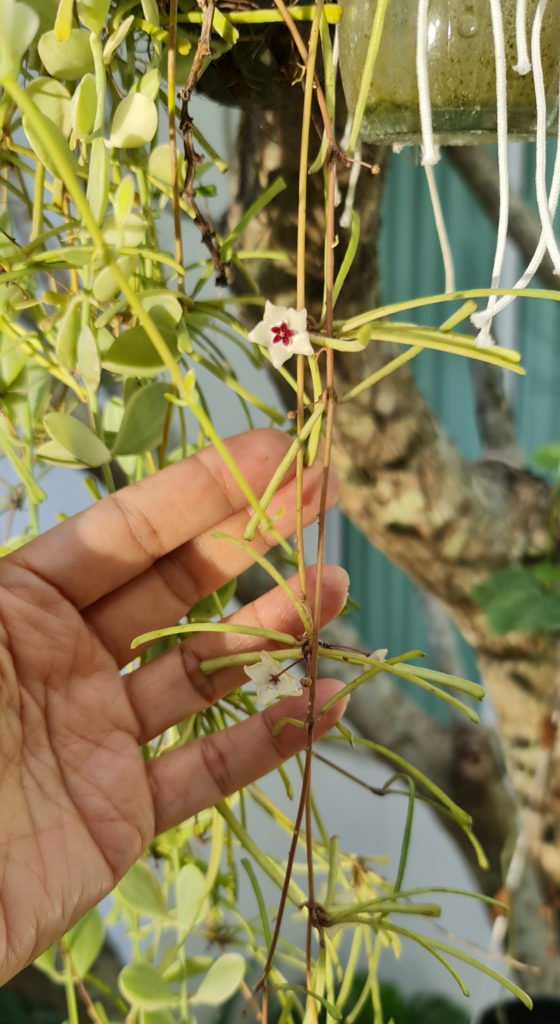 Hoya Retusa groeiwijze