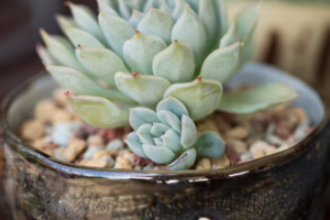 Vetplant stekken