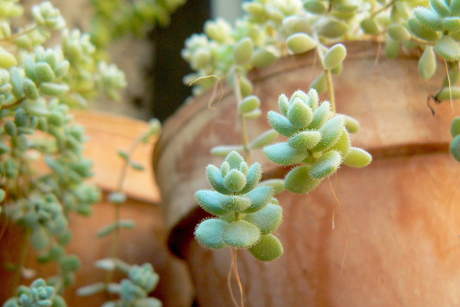 hang vetplant
