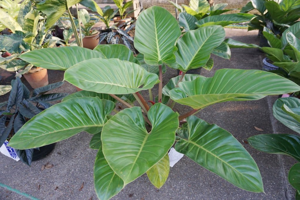 Philodendron Imperial Green verzorging