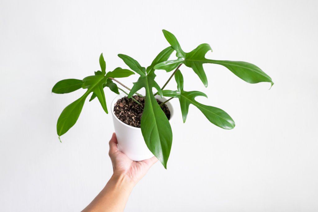 kleine Philodendron Pedatum in pot
