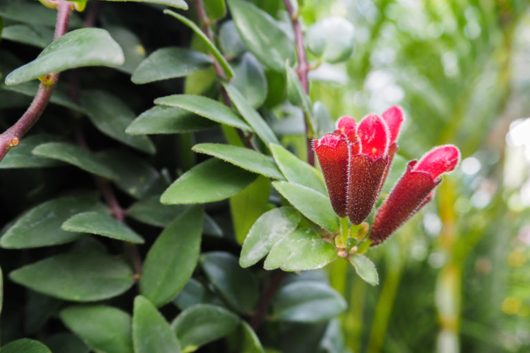 Aeschynanthus Japhrolepis • & info • MijnPlant