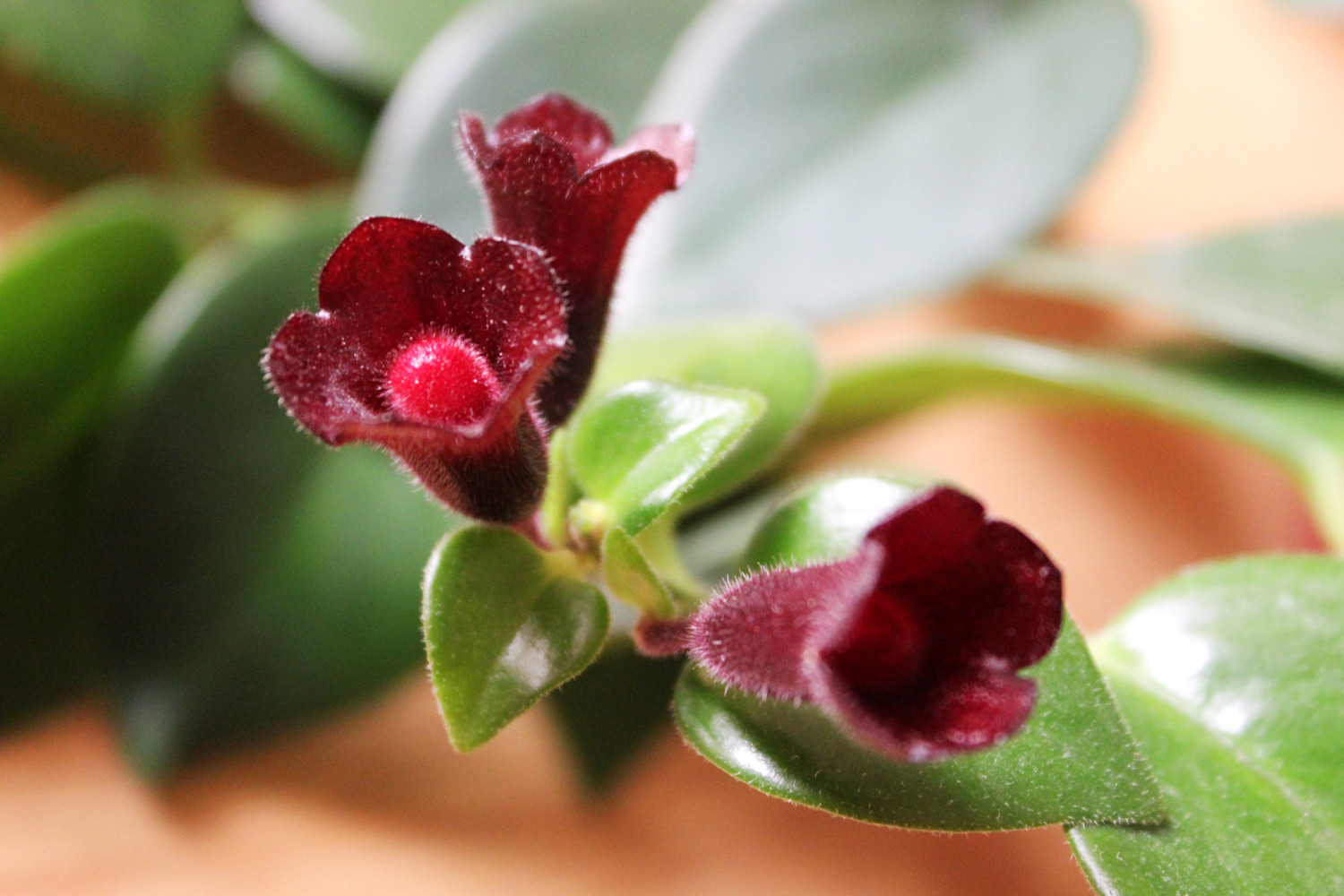 Aeschynanthus Mona Lisa • Pflege, Tipps • MijnPlant