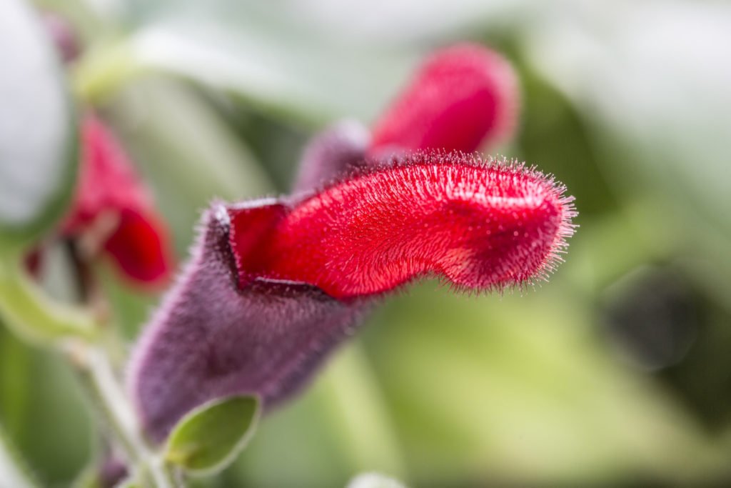 Aeschynanthus Twister bloem