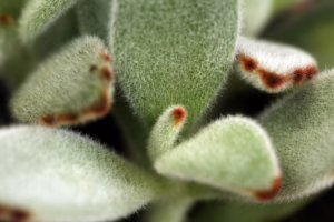 Kalanchoë Tomentosa Pandaplant