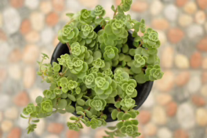 Sedum Tornado