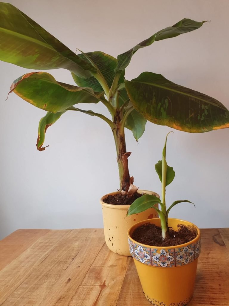 Pflege von Bananenpflanzen-Stecklingen