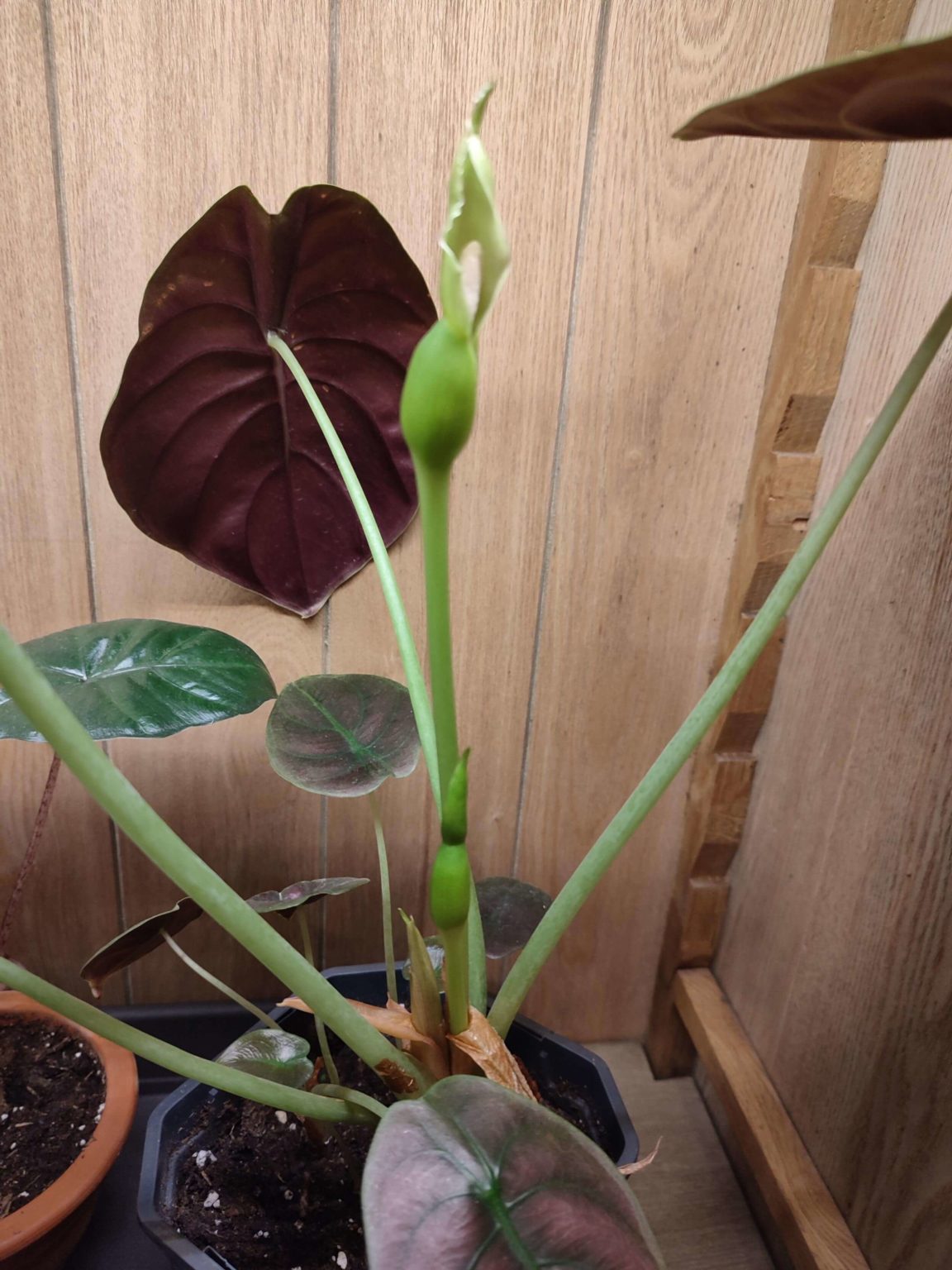 Alocasia Red Secret (Cuprea) - MijnPlant.info