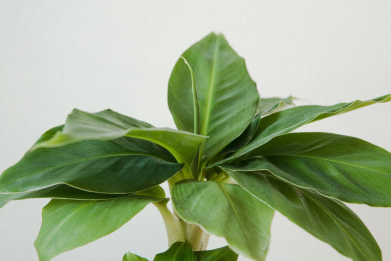 De Bananenplant overwinteren • Een stappenplan