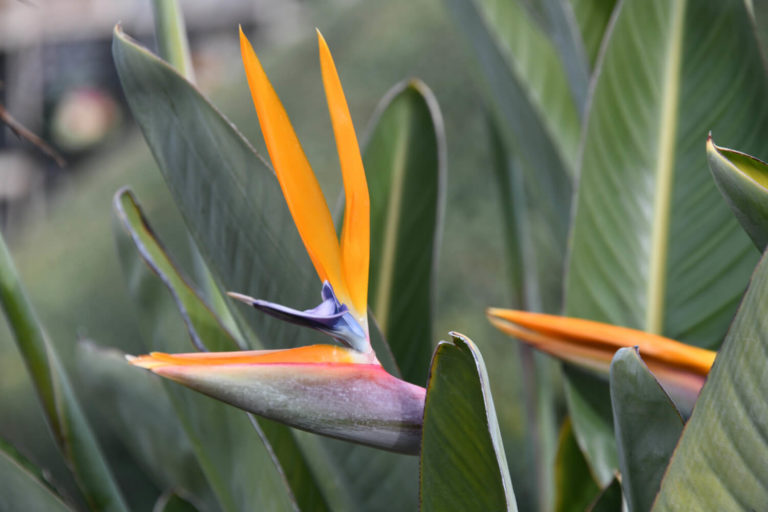 Strelitzia MijnPlant