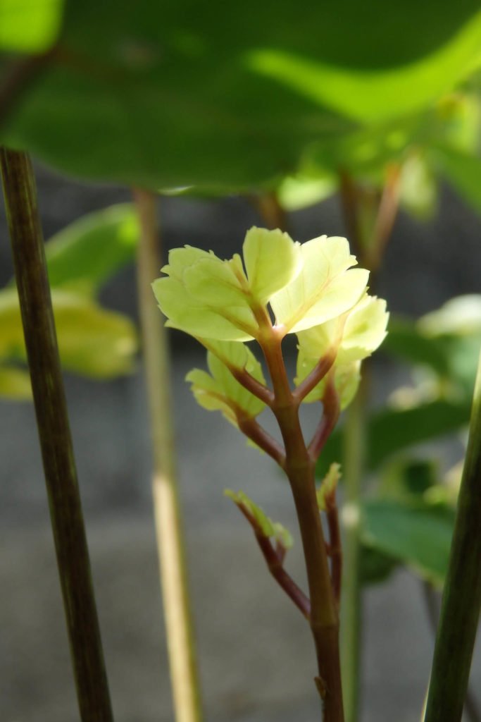 Polyscias snoeien voor nieuw blad