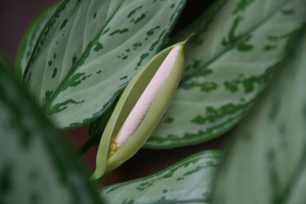 Aglaonema Blume