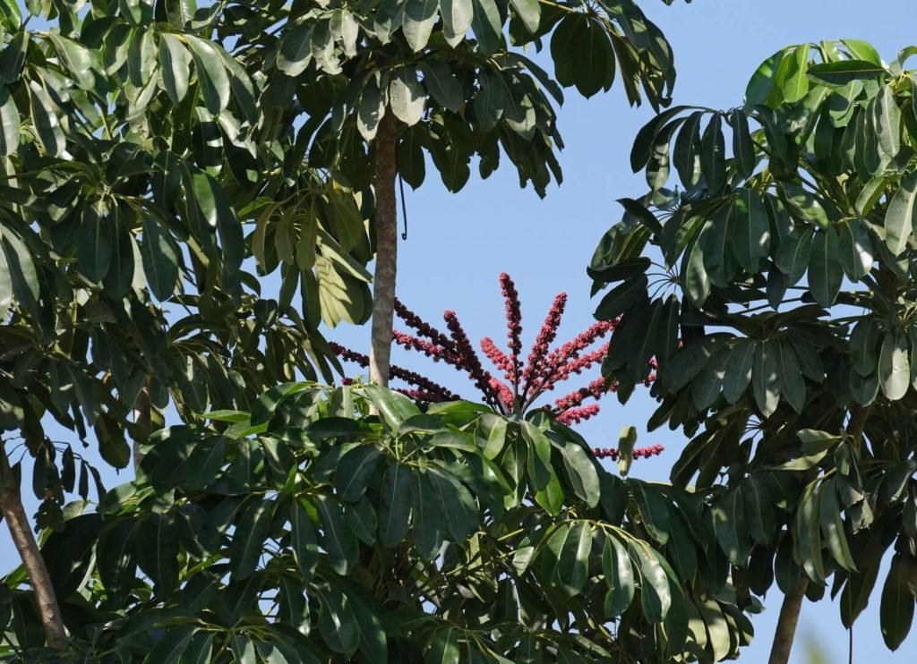 Schefflera-Baum