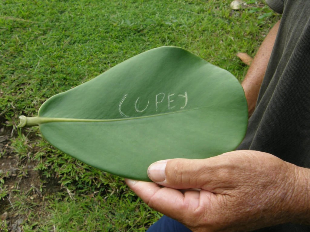 clusia Unterschrift Baum