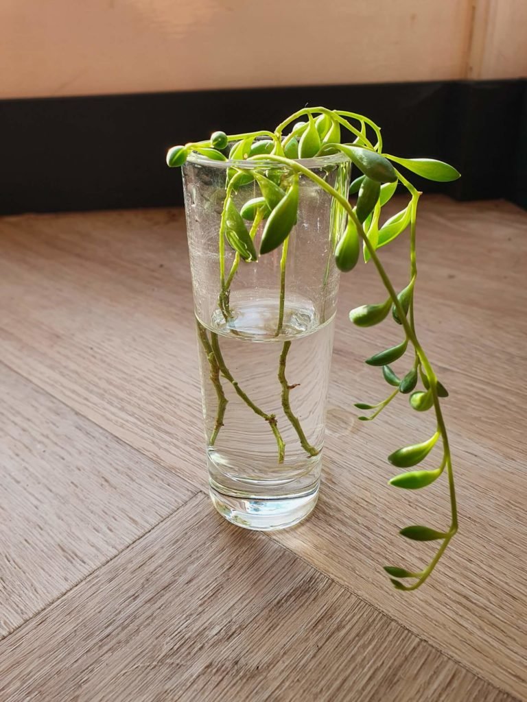 Erwtenplant stekken in water