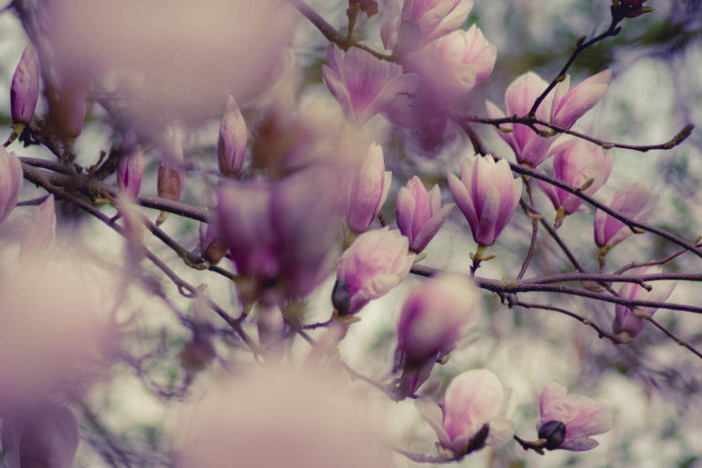 Magnolia stekken 3 methoden die altijd werken MijnPlant