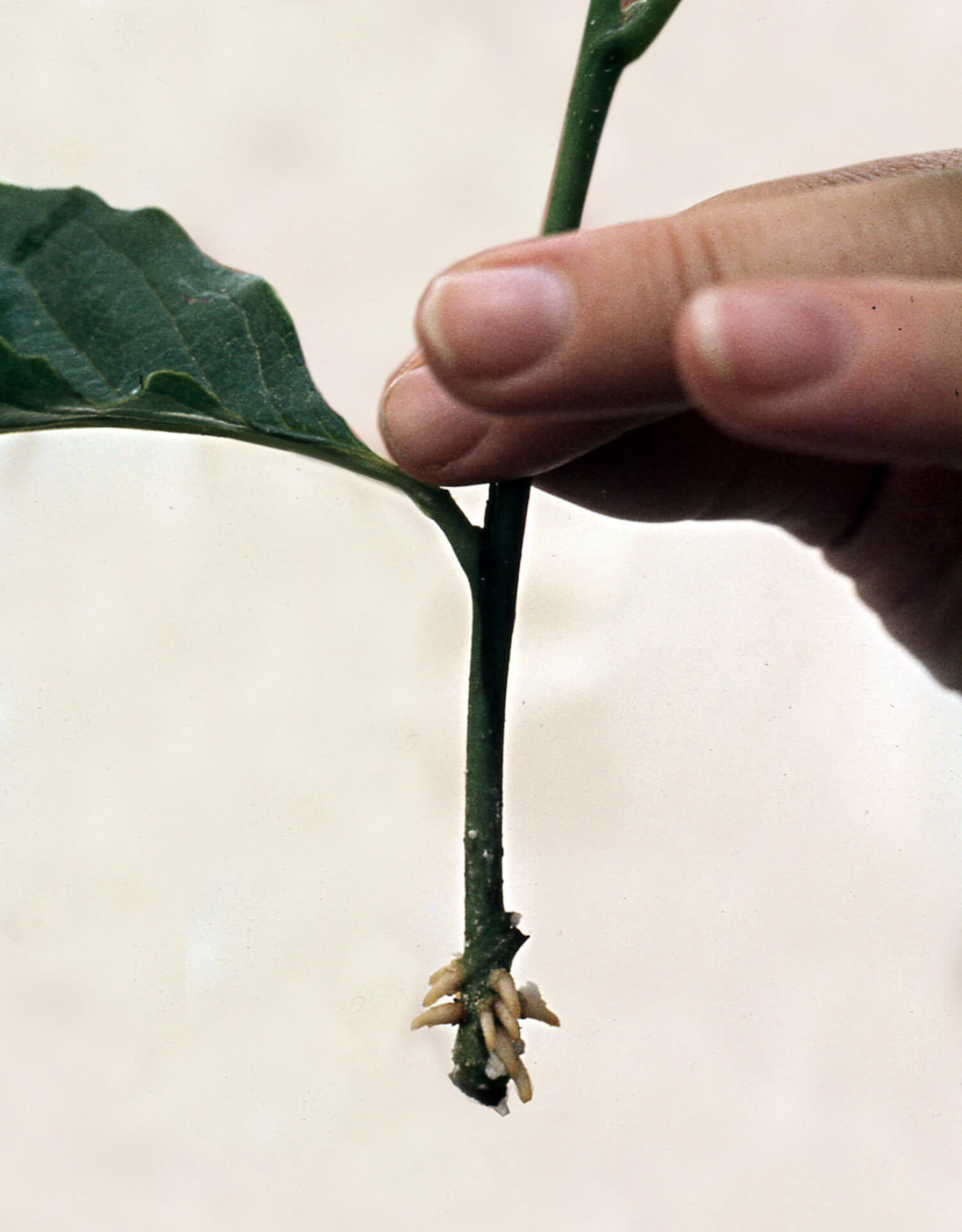 Magnolia stekken 3 methoden die altijd werken MijnPlant